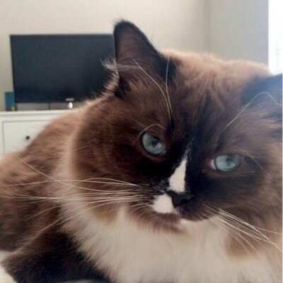 OliveKateee's profile picture. Full time eCat. @SaraKateee is my mom. @SUKnives is my dad. Official Twitter of Olive.