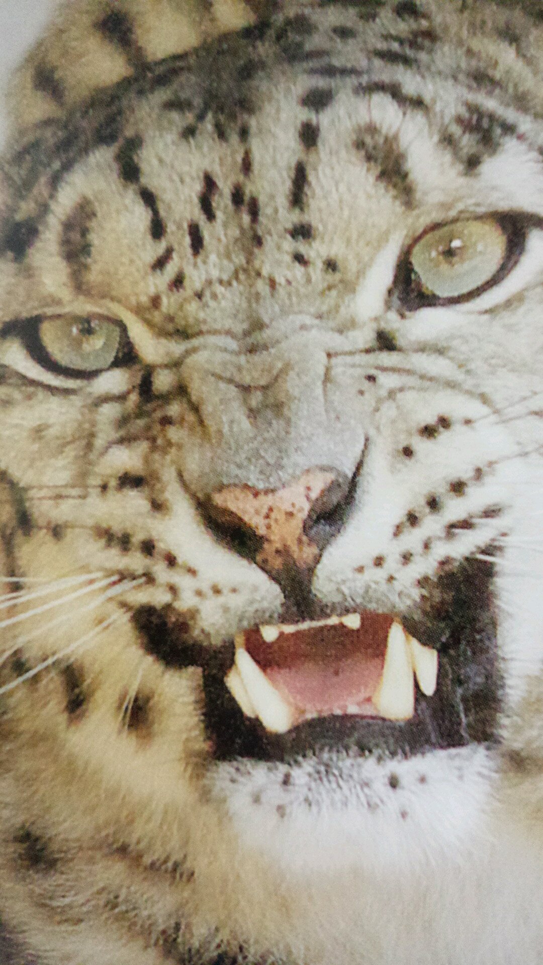 yukihyooo's profile picture. ナデシコドール、Gacharic Spin、ANTHEM、 SABER TIGERを絶賛応援中。
Richie Blackmoreを崇拝する道産子メタラーです。
時々釣りもします。めったに釣れませんが…