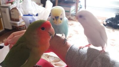 HAPPYSWINGER/GLAYER/氷室京介に留年中/コザクラインコのさくら・凛・もも/オカメインコのポニョ/セキセイインコのチロ・ココ/文鳥のマル・タロ・蓮/サザナミインコの雫・ゆずと暮らしてます/ましろ・ぷーちゃん、チカ・ライム・ルナ・ちゃちゃは心の中に🌈/多発性硬化症/無言フォロー失礼します🙇‍♀️