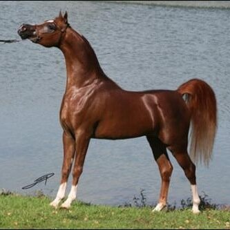 rider,Athletic body,prestige,romantic,business man,medcal city staff,168 ht,58wt,30yrs,