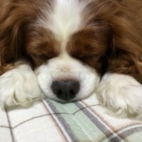 ピナロー (@raingleam) Twitter profile photo