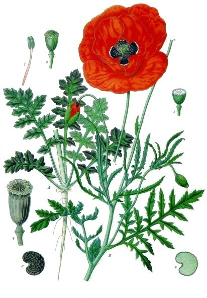 Des plantes et des jeux !