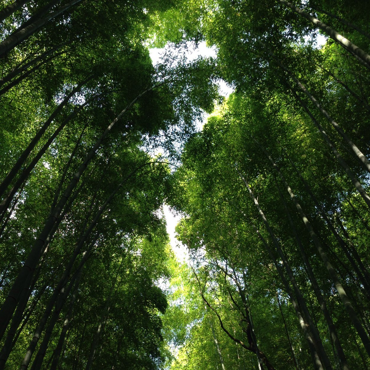 noapi21's profile picture. 京都と歴史と散歩が好き