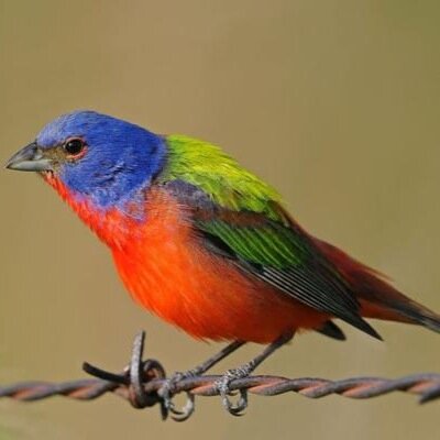 Love to travel, chase birds with binoculars and be the best HP I can be. Parrothead Forever!