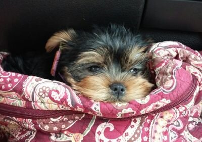 I am a hobby breeder of yorkies.