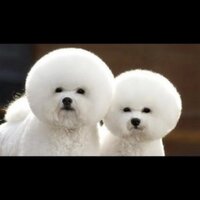 あいこ (@a_koo8888) 's Twitter Profile Photo あいこ (@a_koo8888) 's Twitter Profile Photo