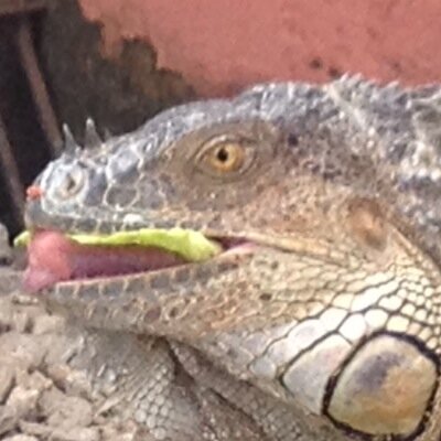 Tomanecs's profile picture. 