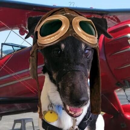 4paws2paws's profile picture. Hi! I'm Nami, a Smooth Fox Terrier! I work w/ Mama Lori at Paws2Paws. I'm sweet & energetic; I love kitties & walks! Proud #TheAviators member @theaviatorsclub.