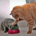 MENG FATT LEE - @MENGFATTLEE - Twitter