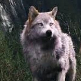 Hey Im Juliet I'm a female and im an omega in the Dusk pack Im funny weird crazy yet a protective mother dont hurt my pups or ill hurt you & im a shapeshifter