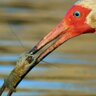 Ben_Sandifer's profile picture. Texas based author, photographer, advocate for parks and open spaces.
