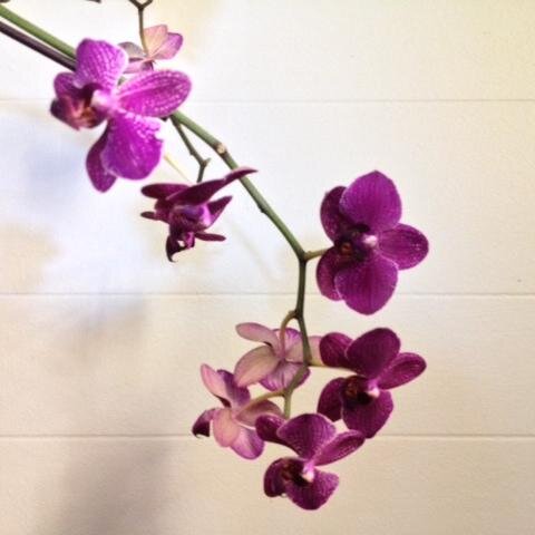 BVSDDianaG's profile picture. Director Online Learning; Boulder Universal & Boulder Explore