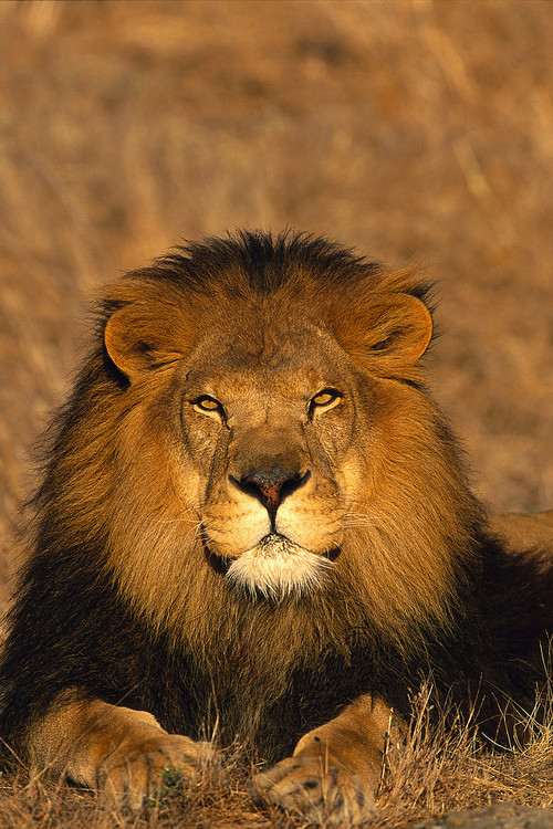 Sunaboi's profile picture. I am an Internet Marketer & Student of Life