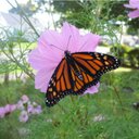 Sarah Sheahan - @sheahan307 - Twitter