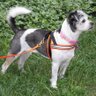 terrierpwrtrax's profile picture. Jack Russell - Shih Tzu mix
50% terrier, 100% attitude!
President and CEO, Terrier Power Tracking 
retired lost-cat search dog (scent-specific)
