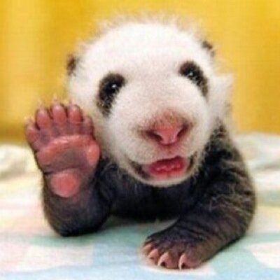 どうぶつ画像bot Doubutugazo Twitter