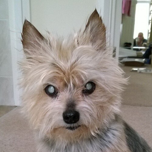 nlb67's profile picture. Dogs are my life 🐶. STOP puppy farming #adoptdontshop #lucyslaw. Views all my own 🏴󠁧󠁢󠁷󠁬󠁳󠁿 🇺🇦