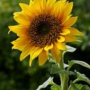 gail hinnant - @HinnantGail - Twitter