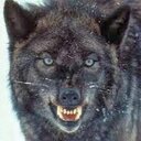 Connor Wolfe - @toxicwolfe179 - Twitter