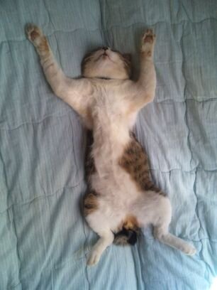 猫5匹のママ。第一義。さくらのうた。
元気に正しく素敵に生きる🤟