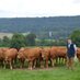 David Howlett (@beefsheep) Twitter profile photo David Howlett (@beefsheep) Twitter profile photo