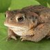 Toadbut Notberk (@toadbutnotberk) Twitter profile photo Toadbut Notberk (@toadbutnotberk) Twitter profile photo