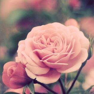 ‏‏‏‏‏Winter Child. 
dreams do come true.

صناعة النجاح فن، مهارة بها ارتقيت فلتحلمي فكل حلم سينتهي كما اردتي 🌸