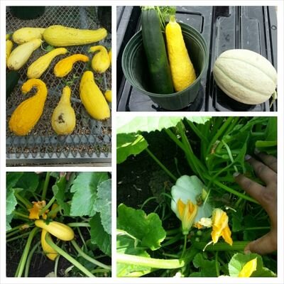 STUonService's profile picture. StudentsOnService's Mission is to serve Collin County by providing students the opportunity to serve their community through uplifting projects in the community