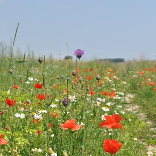 Views_On_Wilts's profile picture. Survey on health, historic, spiritual and recreation benefits of Wiltshire farmlands and grasslands. Cranfield University and RSPB biodiversity research.