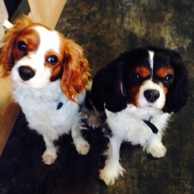 We are Cavalier King Charles Dogs living in Portsmouth, England. We're loyal, love walkies and love our family very much.