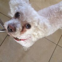 Maia Shanahan (@trytoimprove) 's Twitter Profile