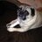 CarolMi62146827's profile image