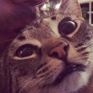 bad gamer. artist. cat lady. @wraithgar's cat hates me.