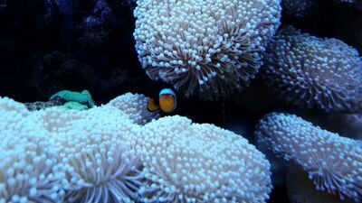 Mike Tymianski Profile