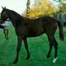 Byerley Stud (@byerleystud) Twitter profile photo Byerley Stud (@byerleystud) Twitter profile photo