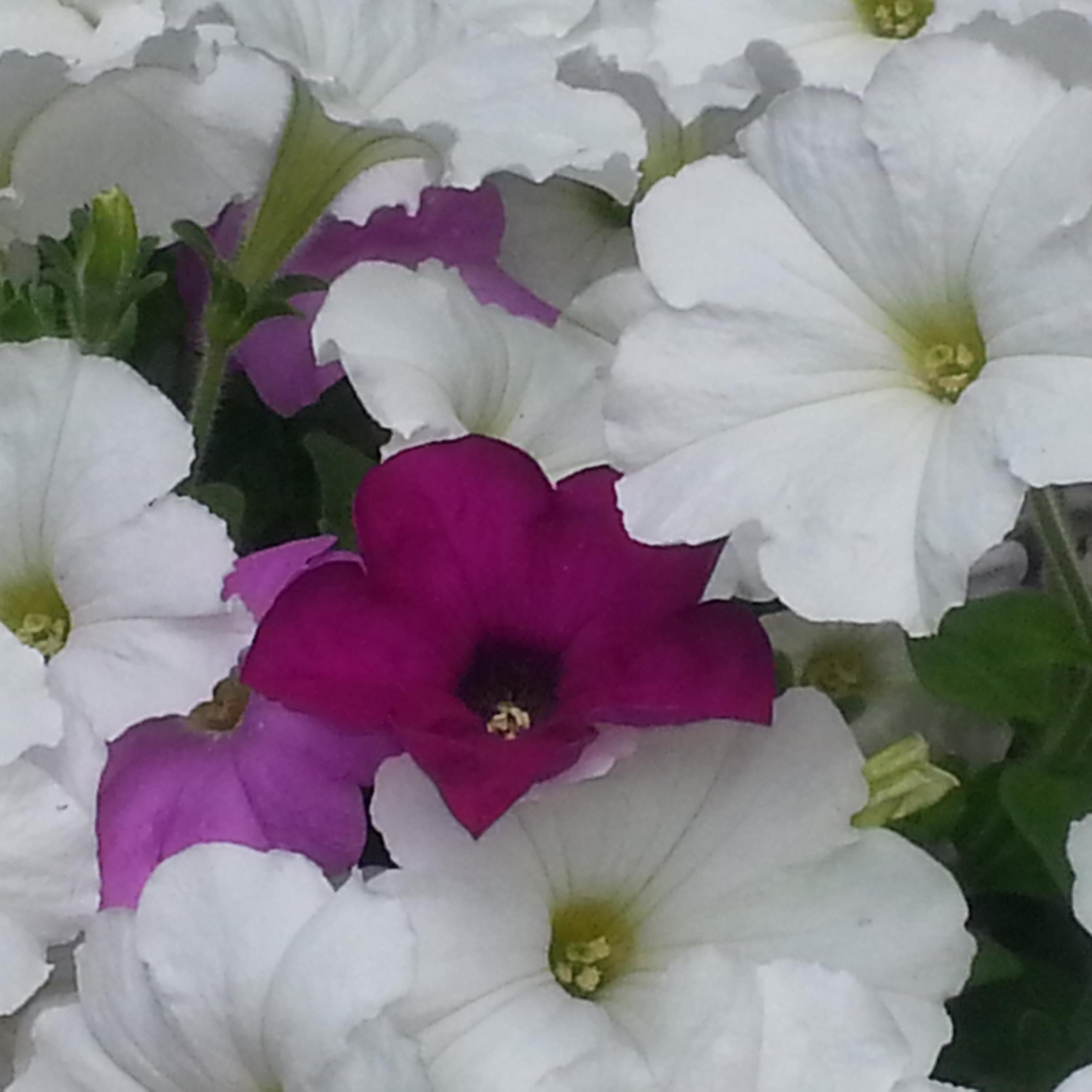 NJPearl21's profile picture. 