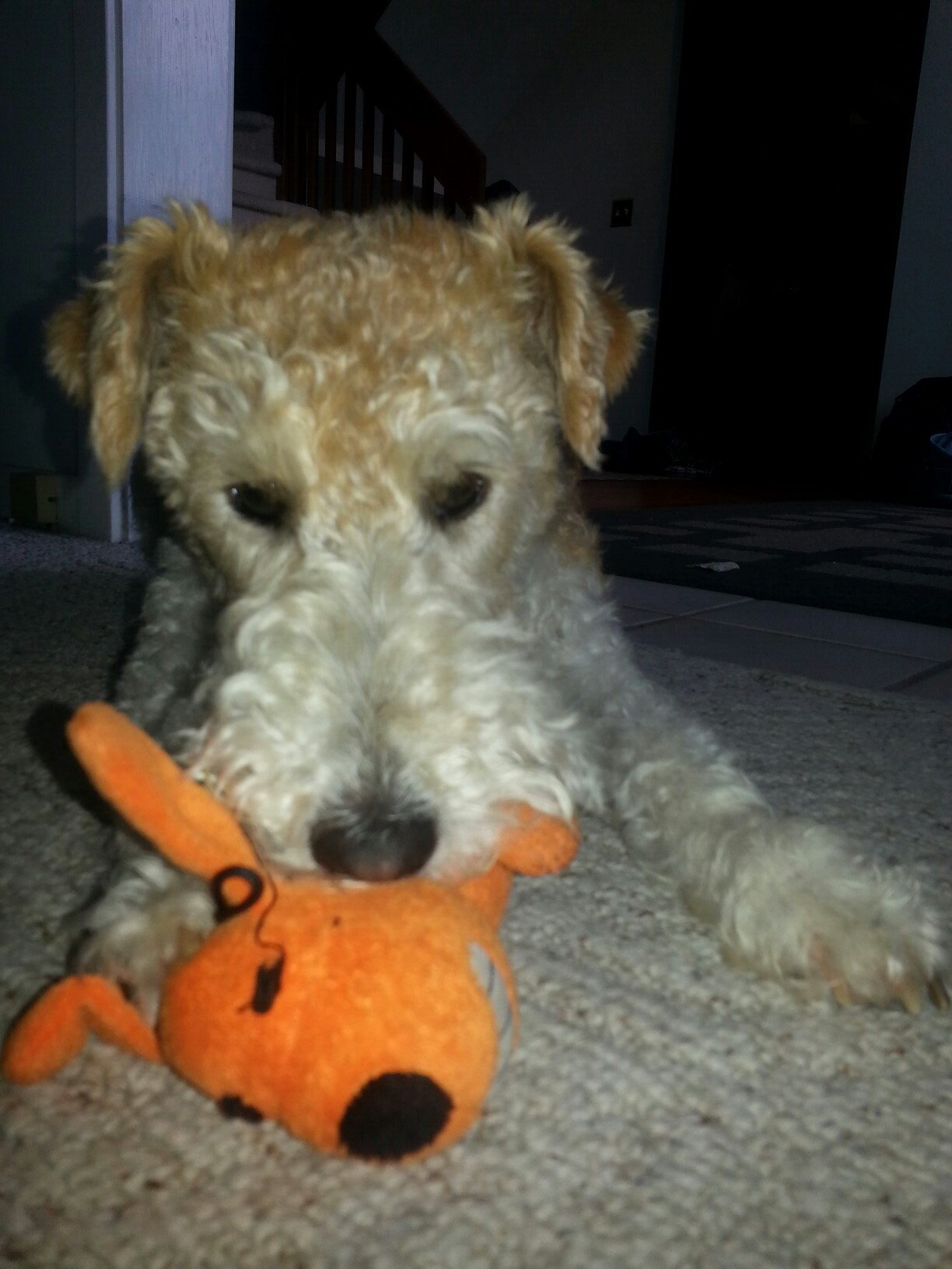 I am a sassy fox wire terrier puppy that loves running, and has an owner who confuses me by speaking three languages