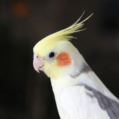 seroli0506's profile picture. 