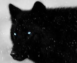 I am just me, black wolf, blue color changing eyes, I found my lost love. My hidden scars of a wolf, Cold blooded killer. Mate: @WolfLikeSnow