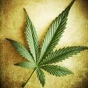 Bringing You The Latest News, Products and Events From Your Most Beloved Hobby.
We'll Follow Back If Your A Fellow Stoner.