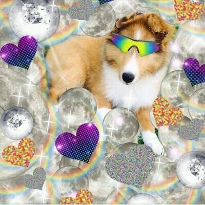 Official twitter acc of Miley's puppy Emu