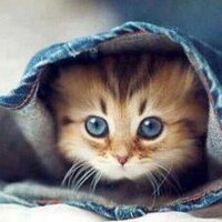 مشاعل الضلعان (@mishaelaldhalaa) 's Twitter Profile