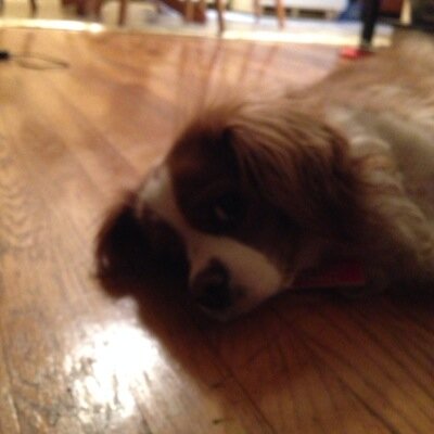 metzfanrulez's profile picture. please don't follow me