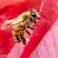 HeBees (@helixbeekeepers) 's Twitter Profile