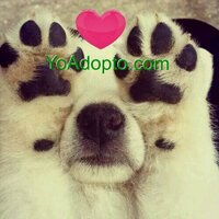 YoAdopto (@yoadoptocom) 's Twitter Profile