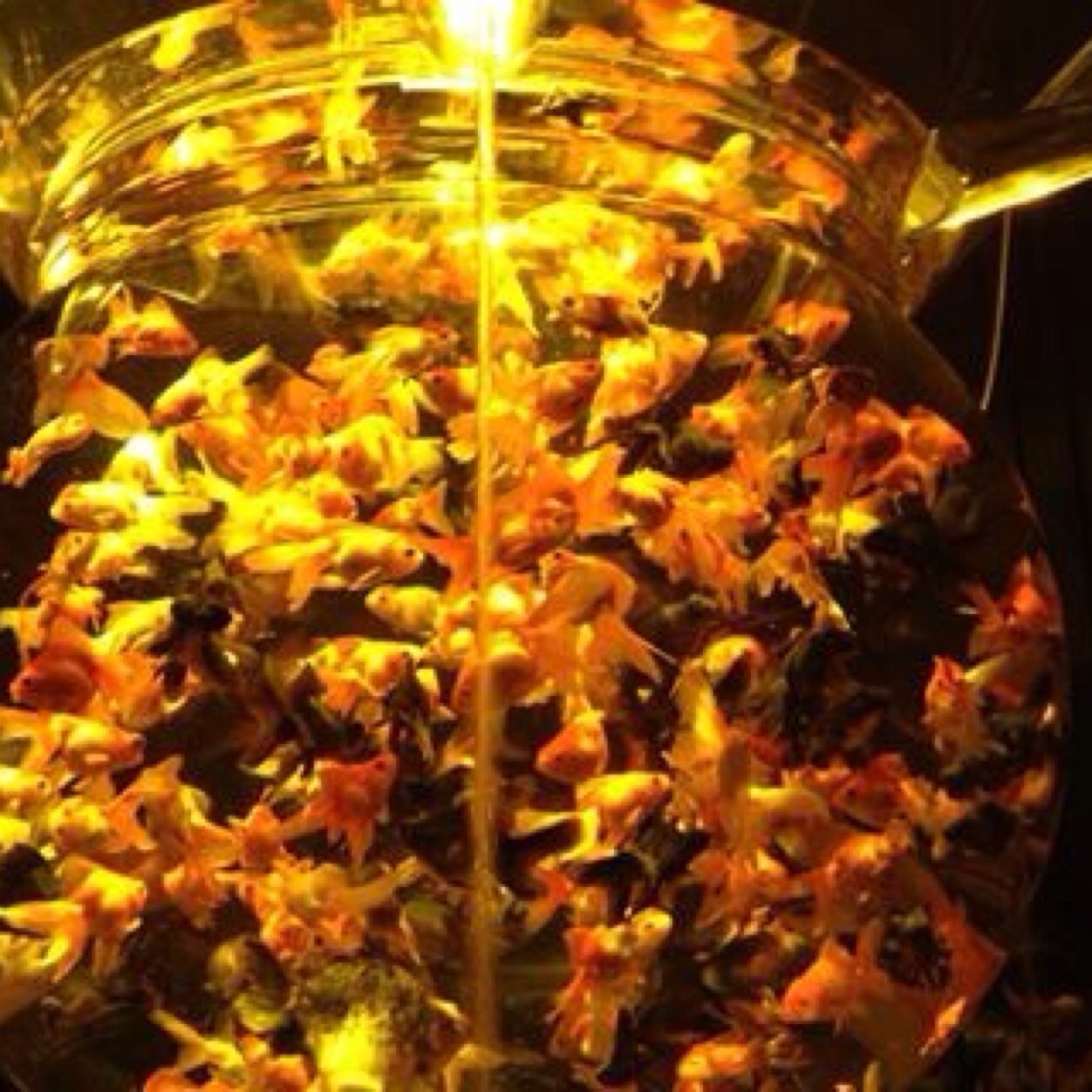 saa_otnh's profile picture. 