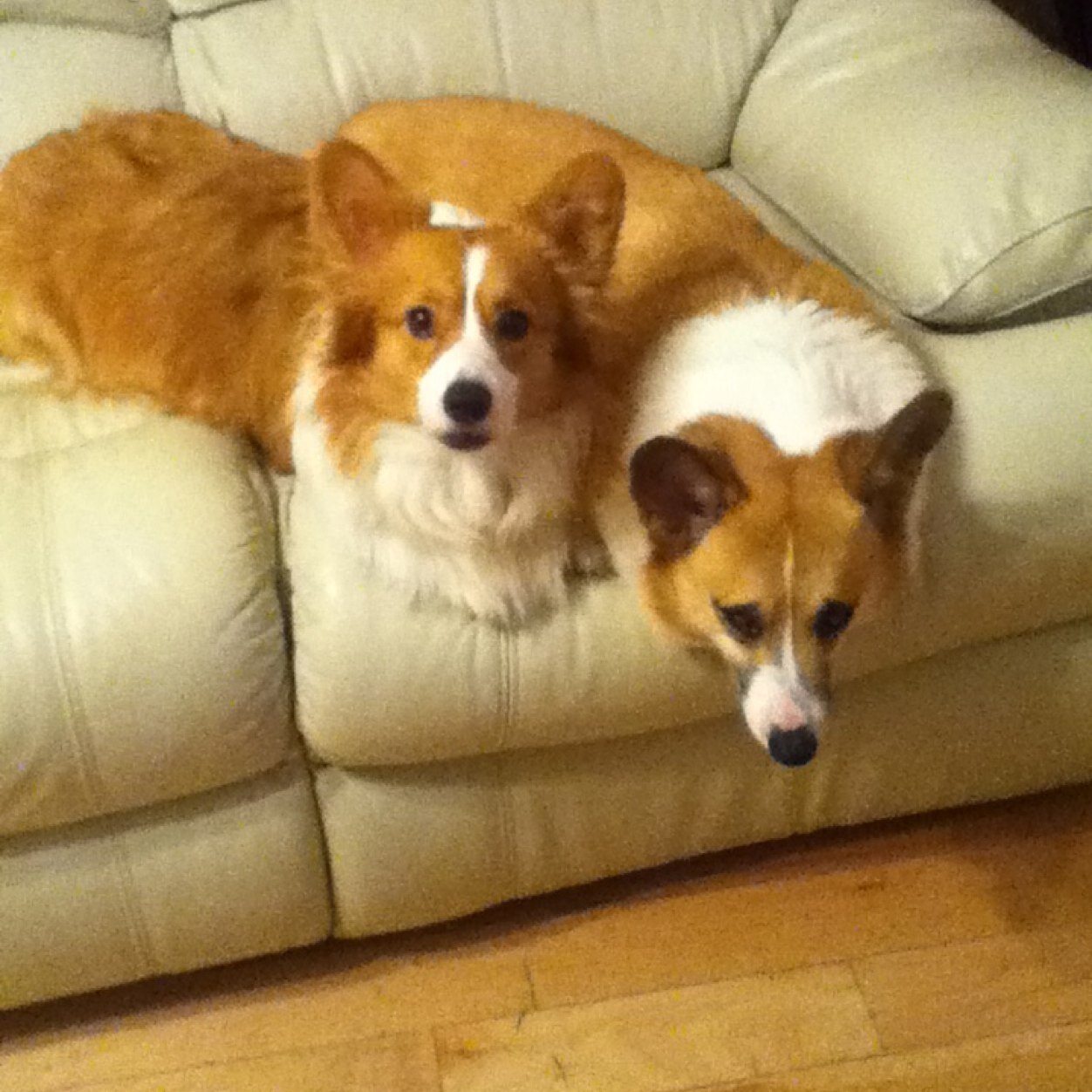 Its a corgi world!