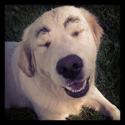 howszack's profile picture. gardener, cook, animal lover, nerd. always looking to make new friends 🇦🇺