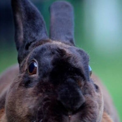I'm a happy spoiled Chocolate Mini-Rex House bunny who lives in Louisiana! I have many bunny siblings (Liam|Zoe|Deaners|Sheamus)