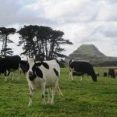 GuitarLachance's profile picture. Certified alcohol buff  # professional